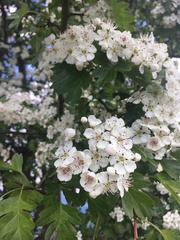 Crataegus monogyna