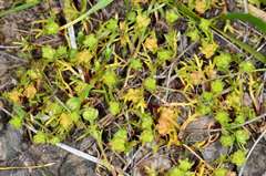 Brachyscome perpusilla