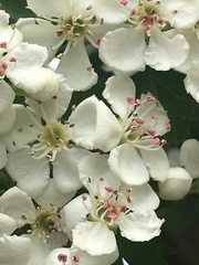 Crataegus monogyna