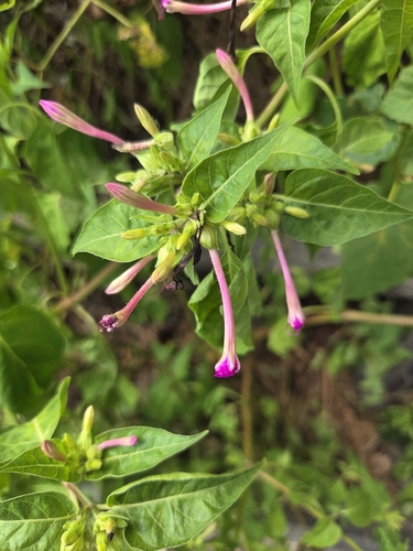 marvel of Peru