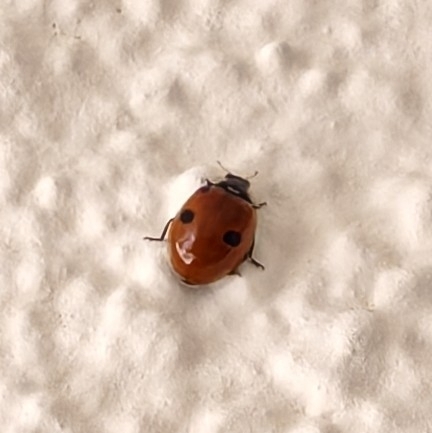 Two-spotted Lady Beetle