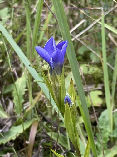 Fringe-flowered Gentian
