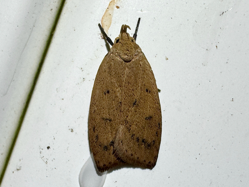 Gold-striped Leaftier Moth
