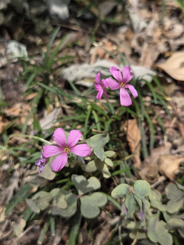 pink-sorrel