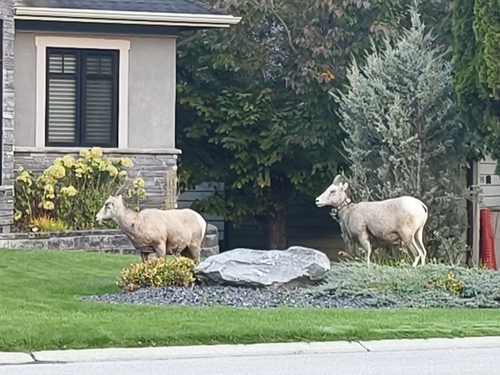 Bighorn Sheep