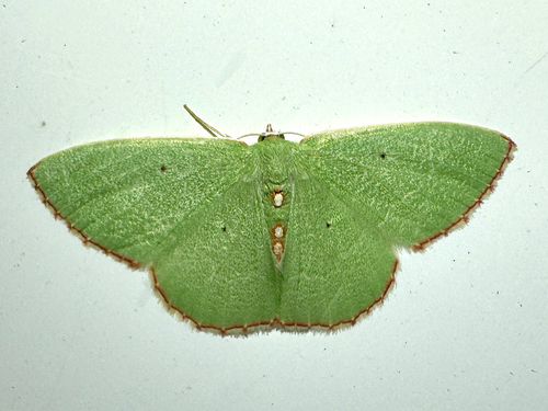 Red-bordered Emerald