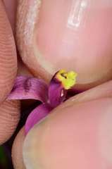 Thelymitra luteocilium