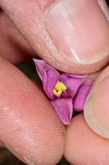 Thelymitra luteocilium