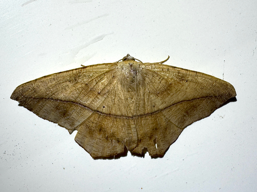 Large Maple Spanworm Moth