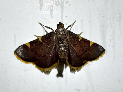 Yellow-fringed Dolichomia Moth