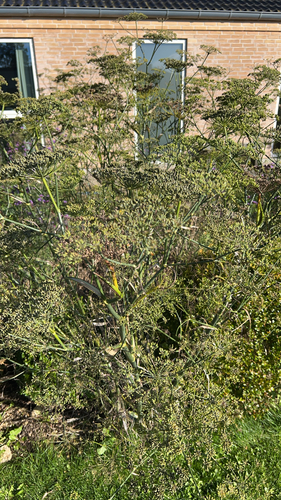 fennel