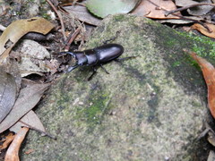 Dorcus striatipennis