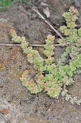 Crassula colorata