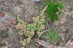 Crassula colorata