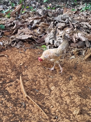Domestic Chicken