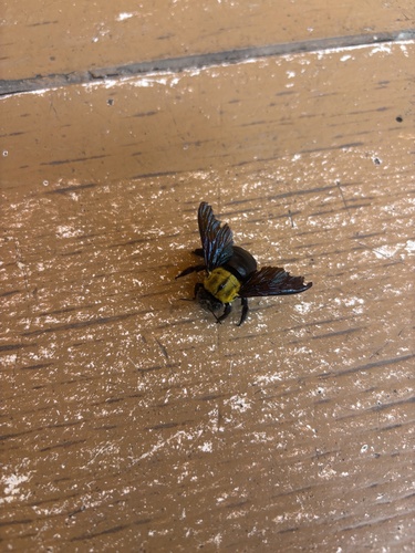 White-cheeked Carpenter