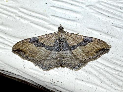 Gem Moth
