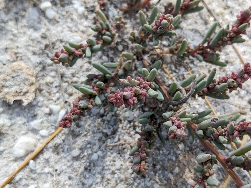 Suaeda pannonica