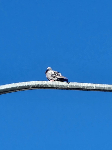 Feral Pigeon