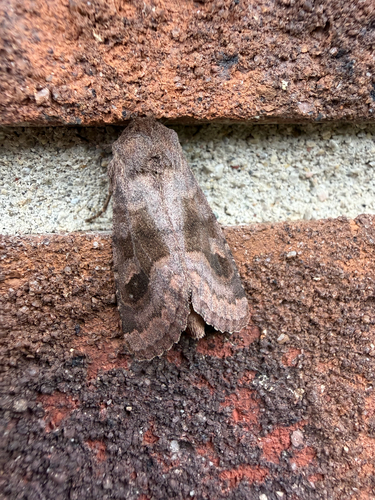 Bronzed Cutworm Moth