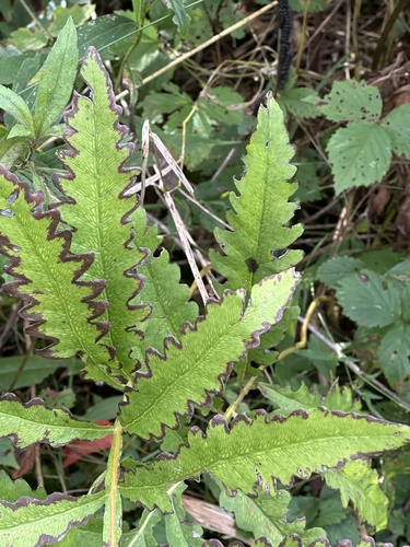 sensitive fern