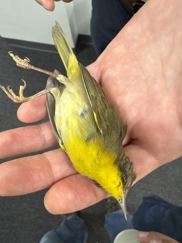 Common Yellowthroat