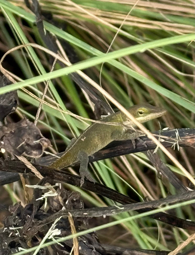 Green Anole