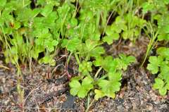Hydrocotyle foveolata
