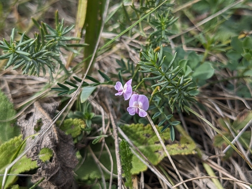 Astragalus austriacus