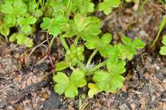 Hydrocotyle foveolata