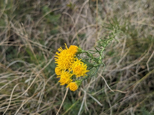 Goldilocks Aster
