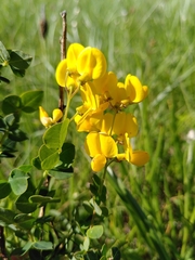 Coronilla