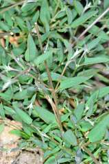 Chenopodium nutans nutans