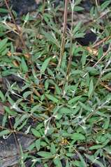 Chenopodium nutans nutans