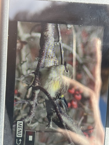 Yellow-rumped Warbler