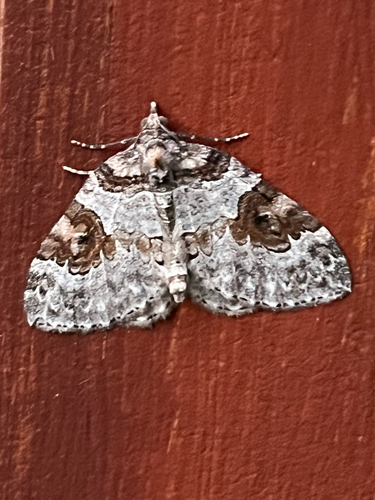 George's Carpet Moth