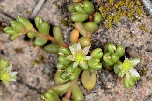 Image of Calandrinia granulifera by (c) Chris Lindorff, some rights reserved (CC BY)