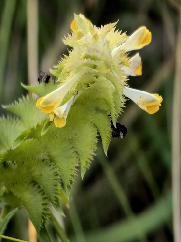 Melampyrum cristatum, photograph 1
