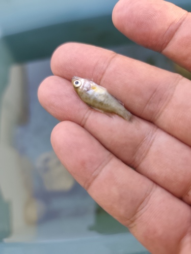 Pumpkinseed