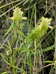 Melampyrum cristatum, photograph (c) Pavlo Kretov, some rights reserved (CC BY)