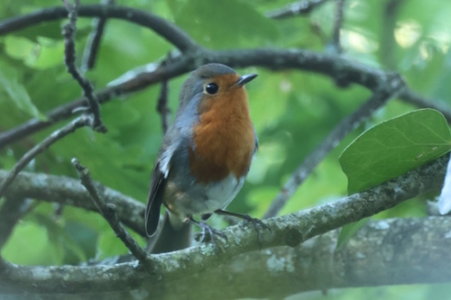 European Robin