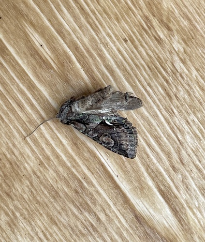 Green-brindled Crescent