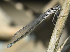 Coenagrion puella