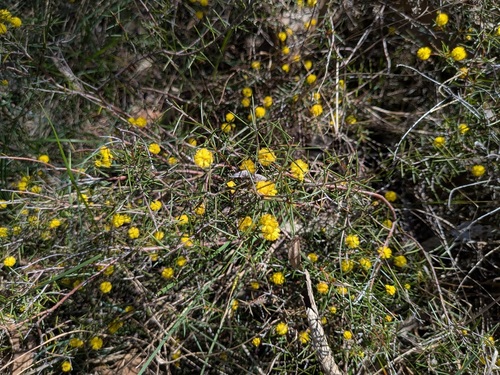 Acacia brownii observed 2026-09-20