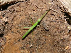 Micadina phluctainoides