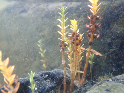 Sea Milkwort