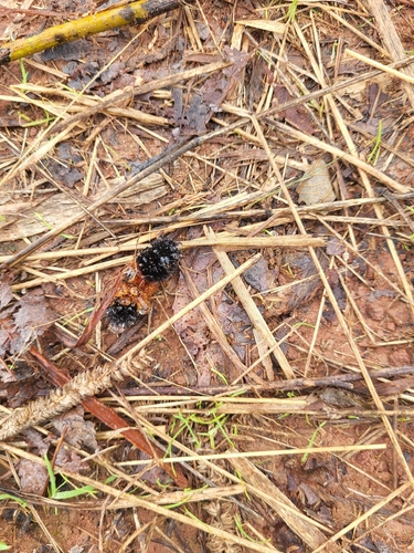 Isabella Tiger Moth