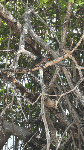 Puerto Rican Woodpecker