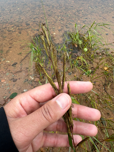 prairie cordgrass
