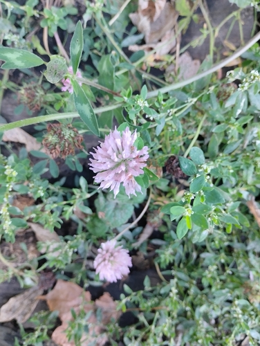 Red Clover